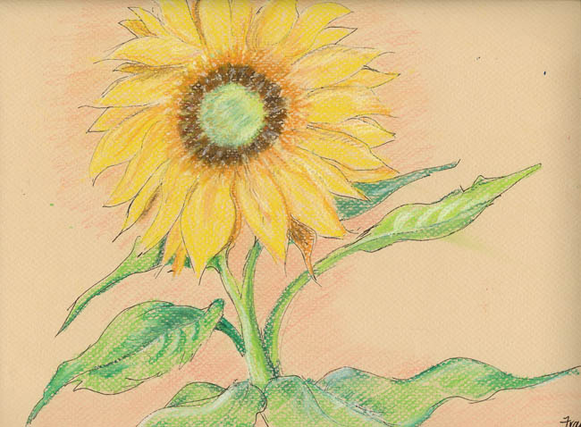 Fran Adult sunflower