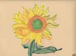 Deborah Adult sunflower